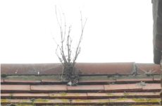 Plants growing out of a tiled roof