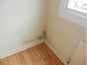 Image of mould in the corner of a room on a cream wall