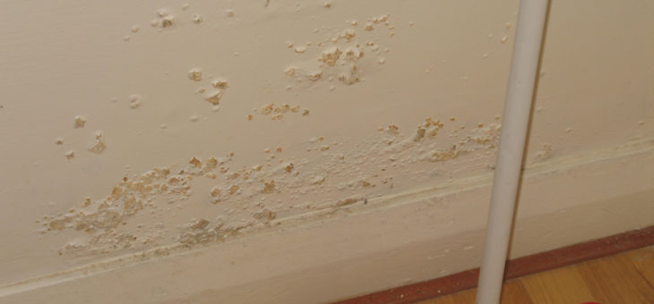 Image of cream wall with peeling paint indicating damp