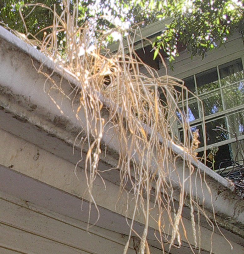 Dead plant in roof gutter